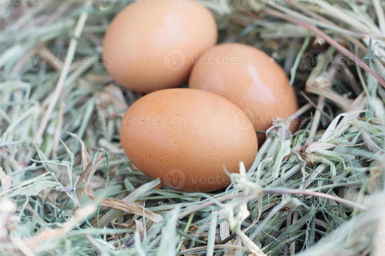 Eier im Nest foto