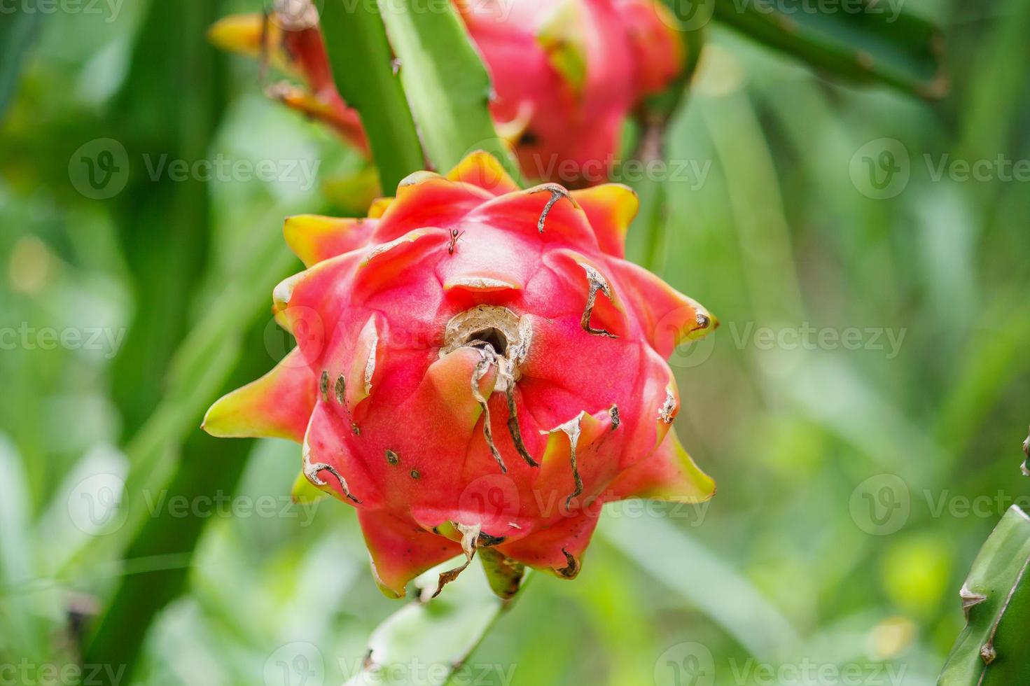 Drachenfrucht im Garten foto