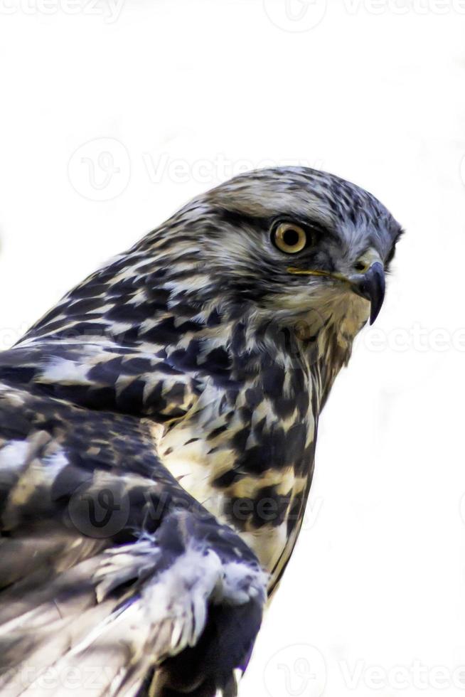 Falke lokalisiert auf einem weißen Hintergrund foto