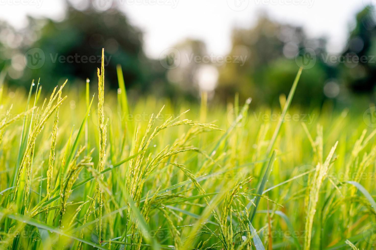 Reispflanzen, die wachsen und während der Erntezeit Körner produzieren. foto