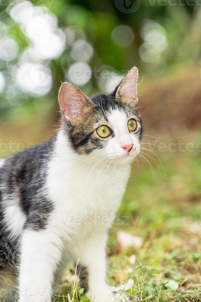 Schwarze und weiße Katze, die im Hof spielt foto