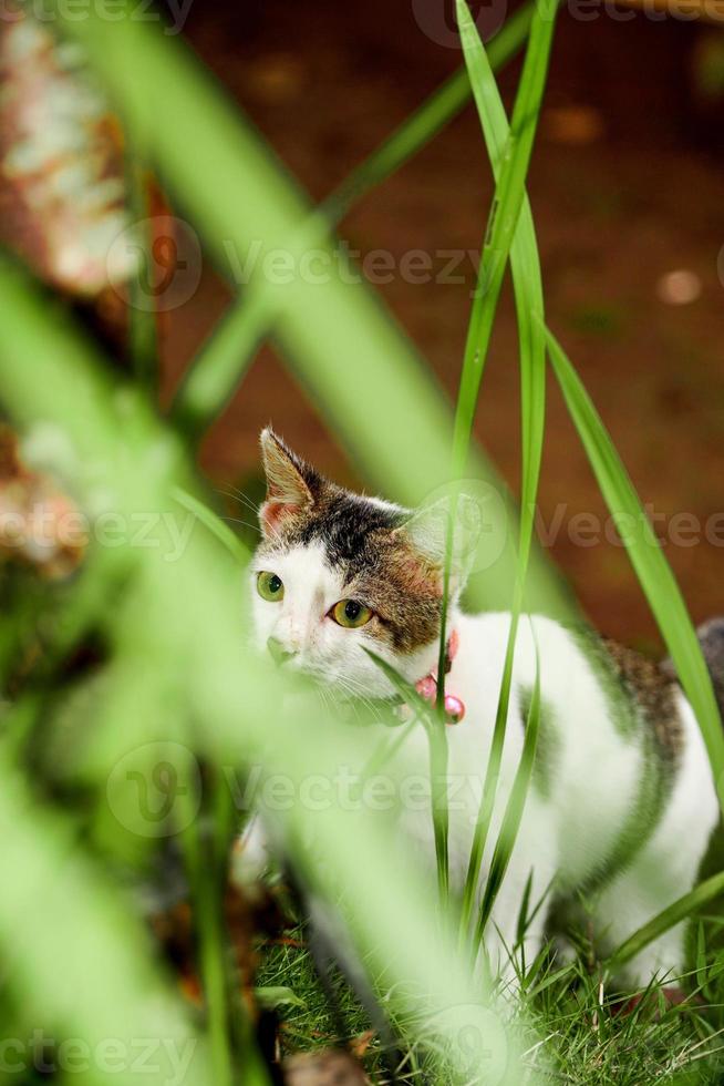 die schwarz-weiße katze spielt auf dem grünen gras. süße schwarz-weiße Katze, die im Unkraut spielt foto