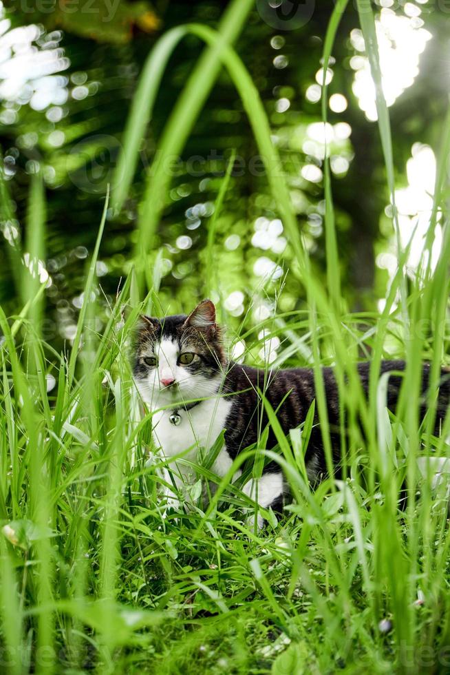 die schwarz-weiße katze spielt auf dem grünen gras. süße schwarz-weiße Katze, die im Unkraut spielt foto