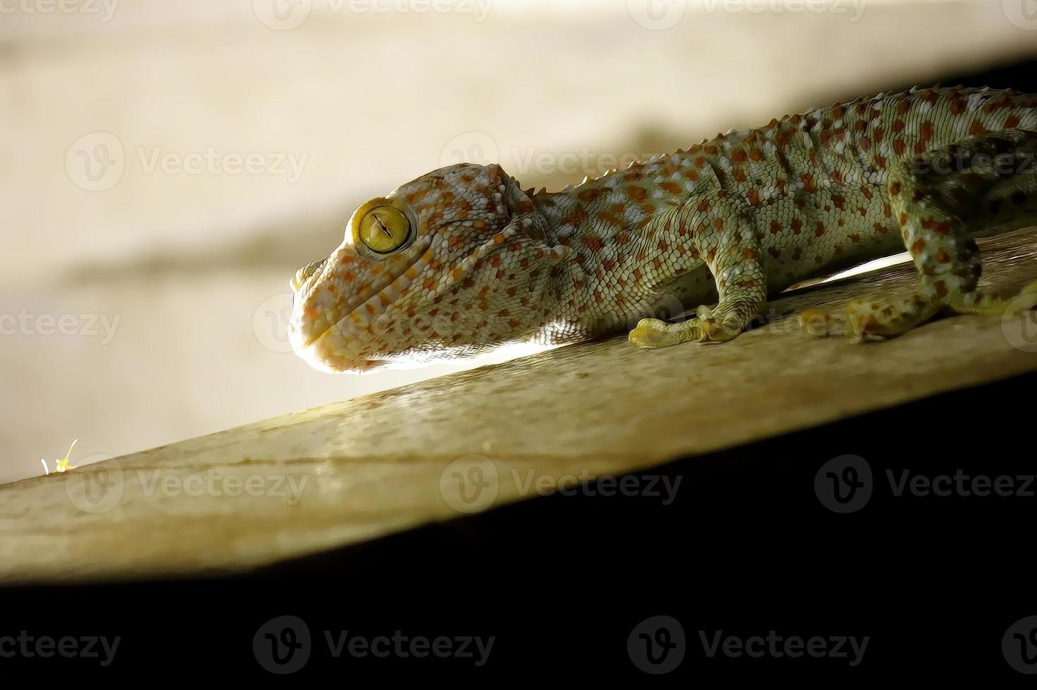 Gecko nennt Gecko tropischen asiatischen Gecko foto