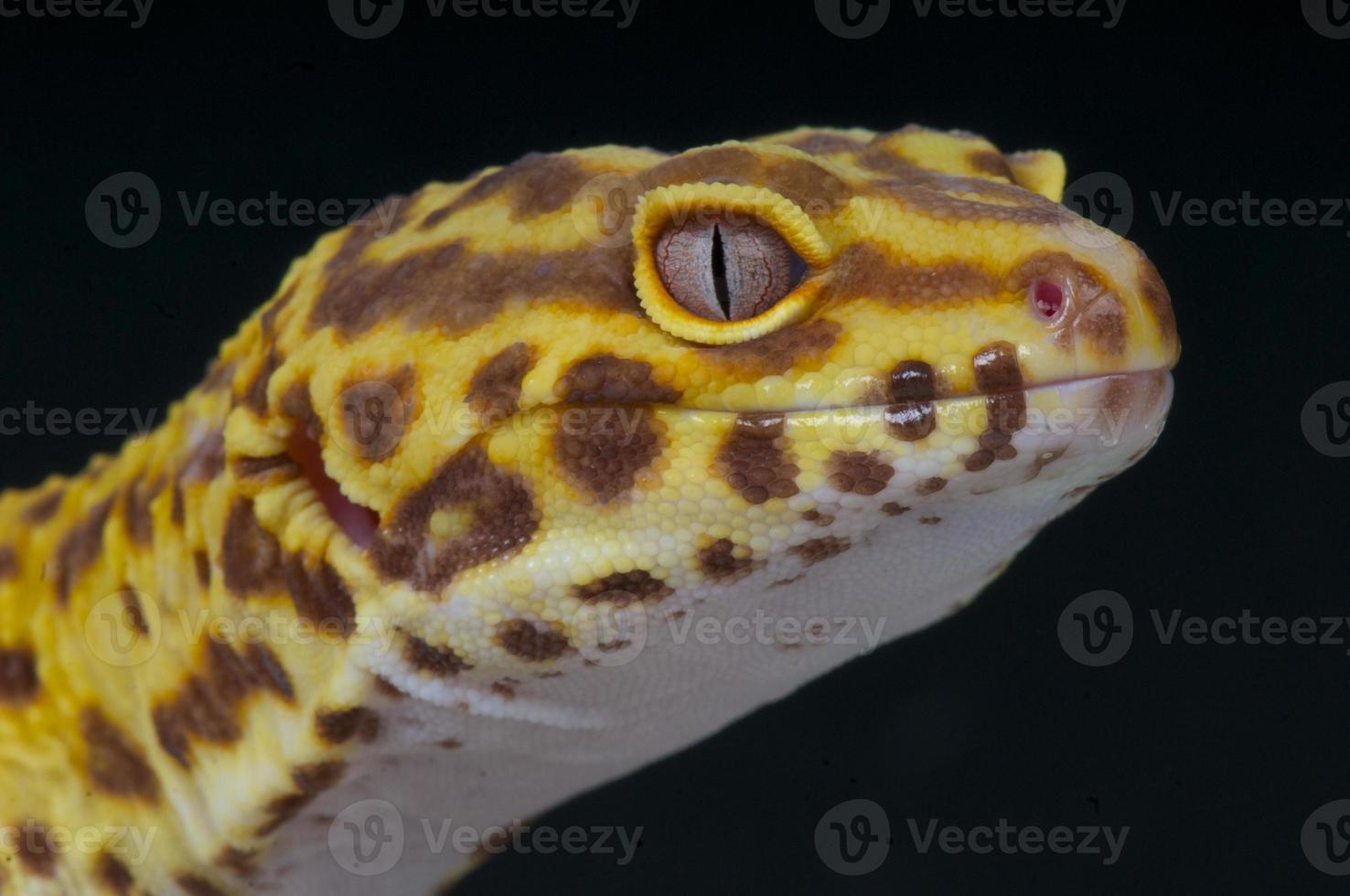 Leopard Gecko / Eublepharis macularius foto