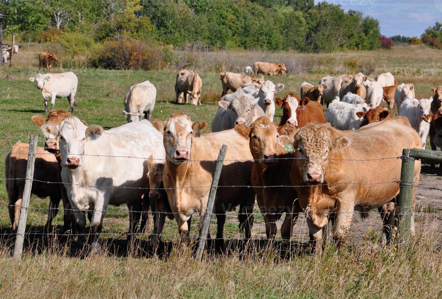 Neugierige Rinderherde nähert sich einem Zaun foto