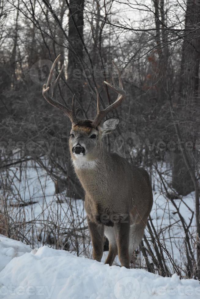 einsamer Hirsch im Winter foto