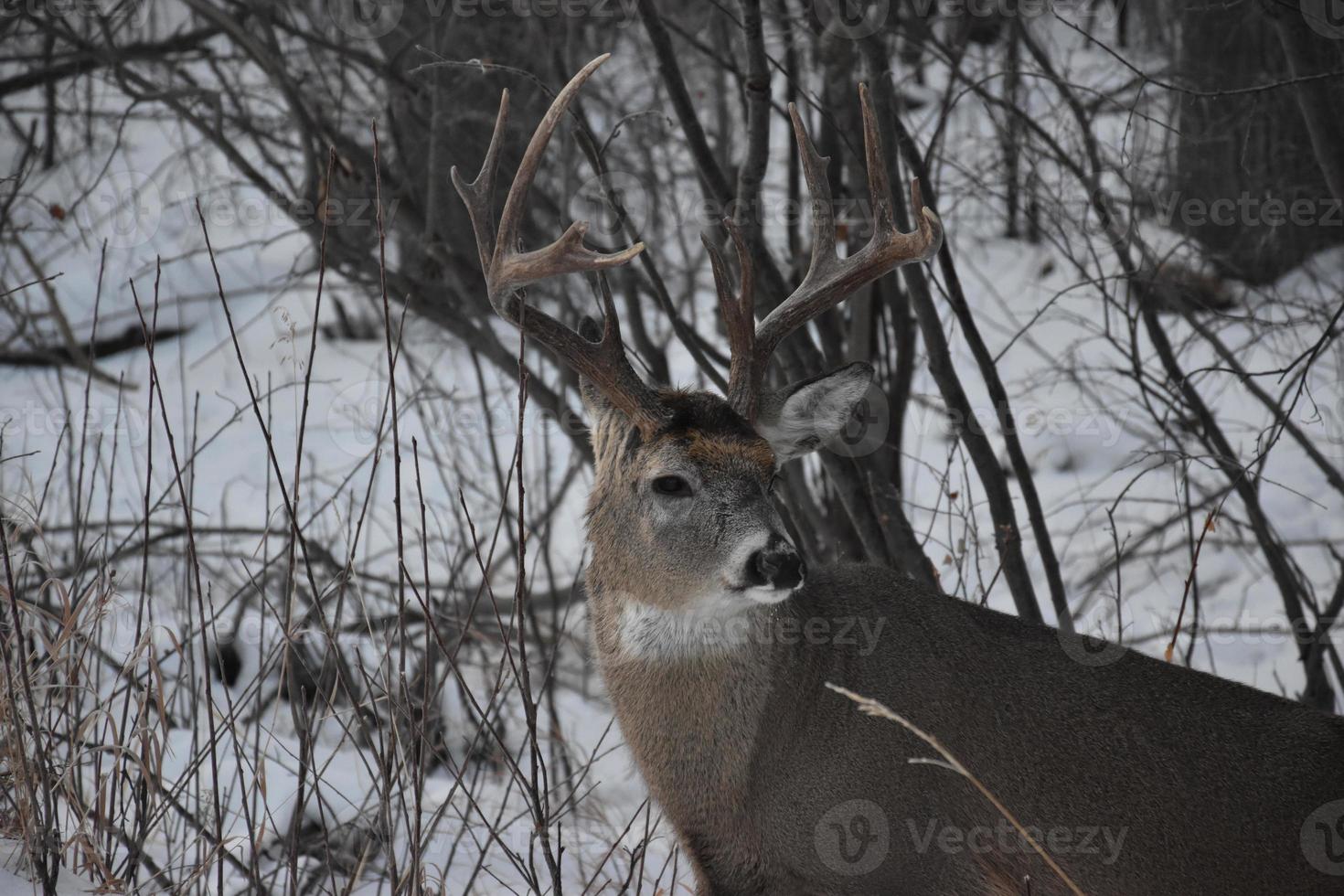 einsamer Hirsch im Winter foto