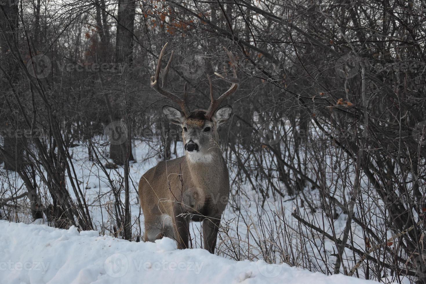 einsamer Hirsch im Winter foto