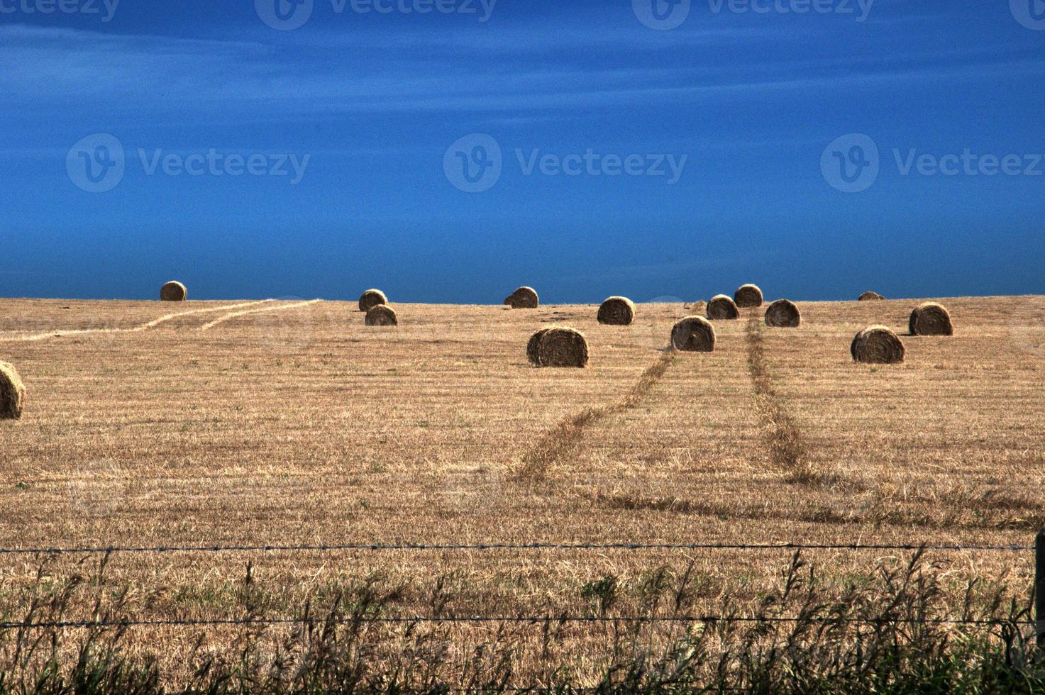 Getreidefelder und ein tiefblauer Himmel foto