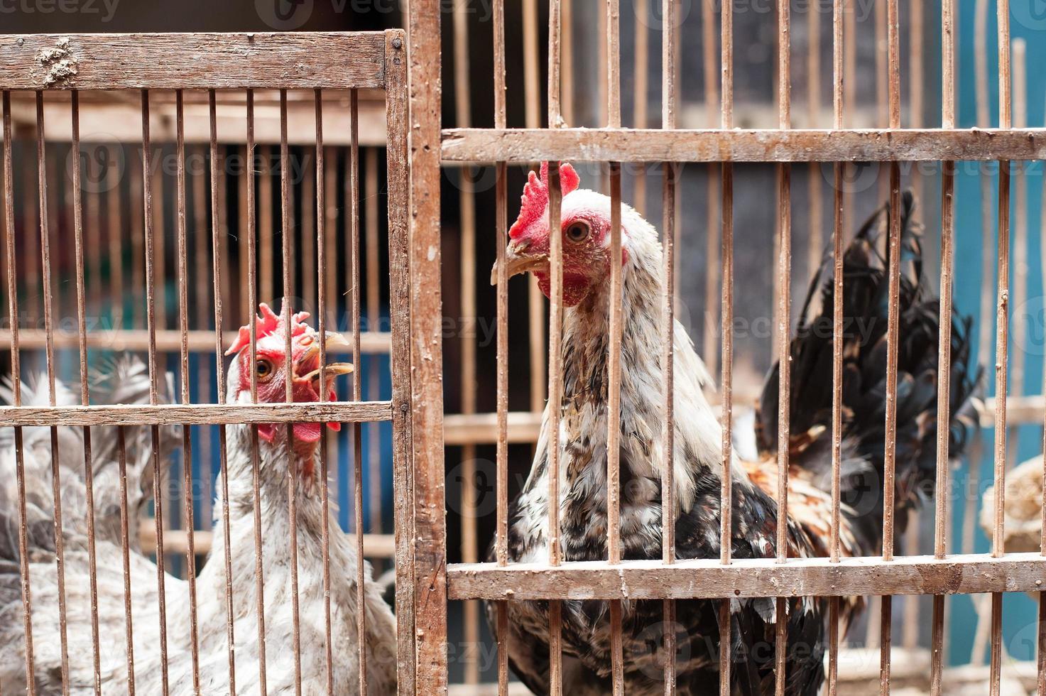 zwei Hühner in einem Käfig zu verkaufen foto