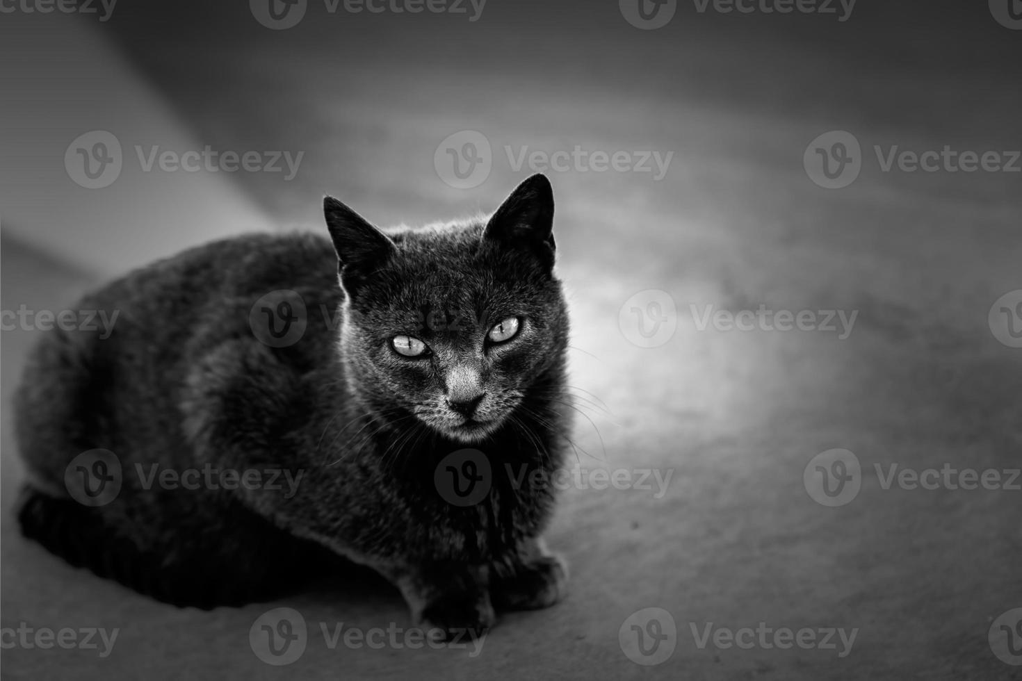 schwarze und weiße graue Katze foto