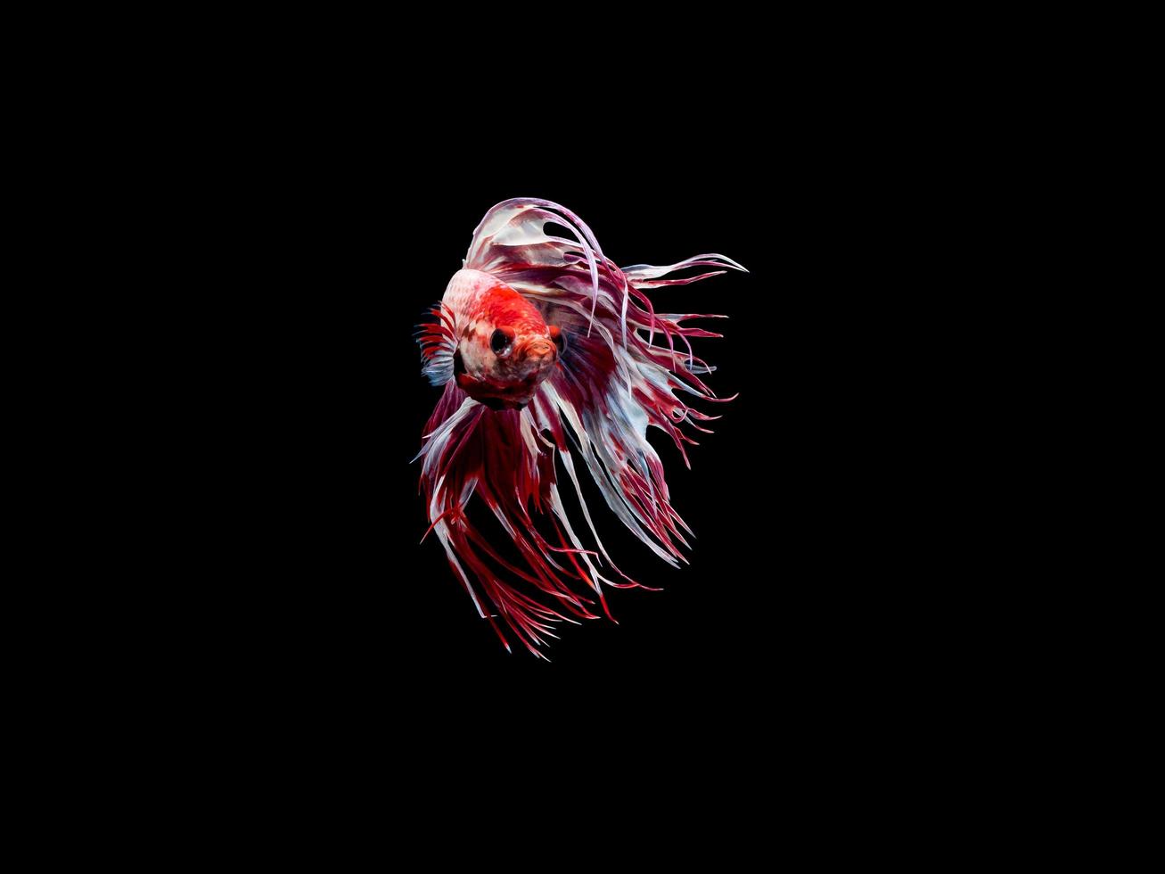 Aktion und Bewegung von thailändischen Kampffischen auf schwarzem Hintergrund, Crowntail Betta foto