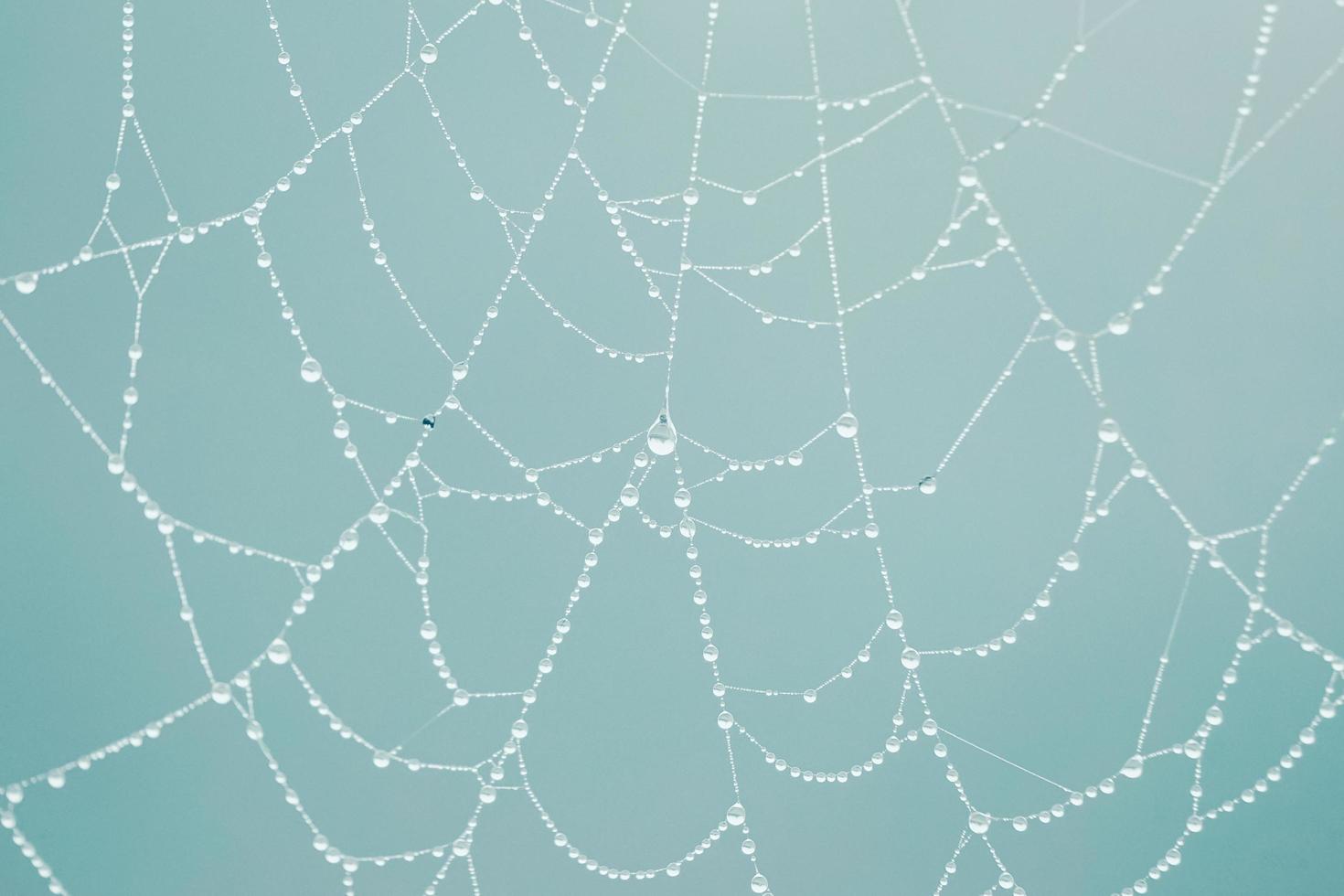 Regentropfen auf dem Spinnennetz an regnerischen Tagen foto