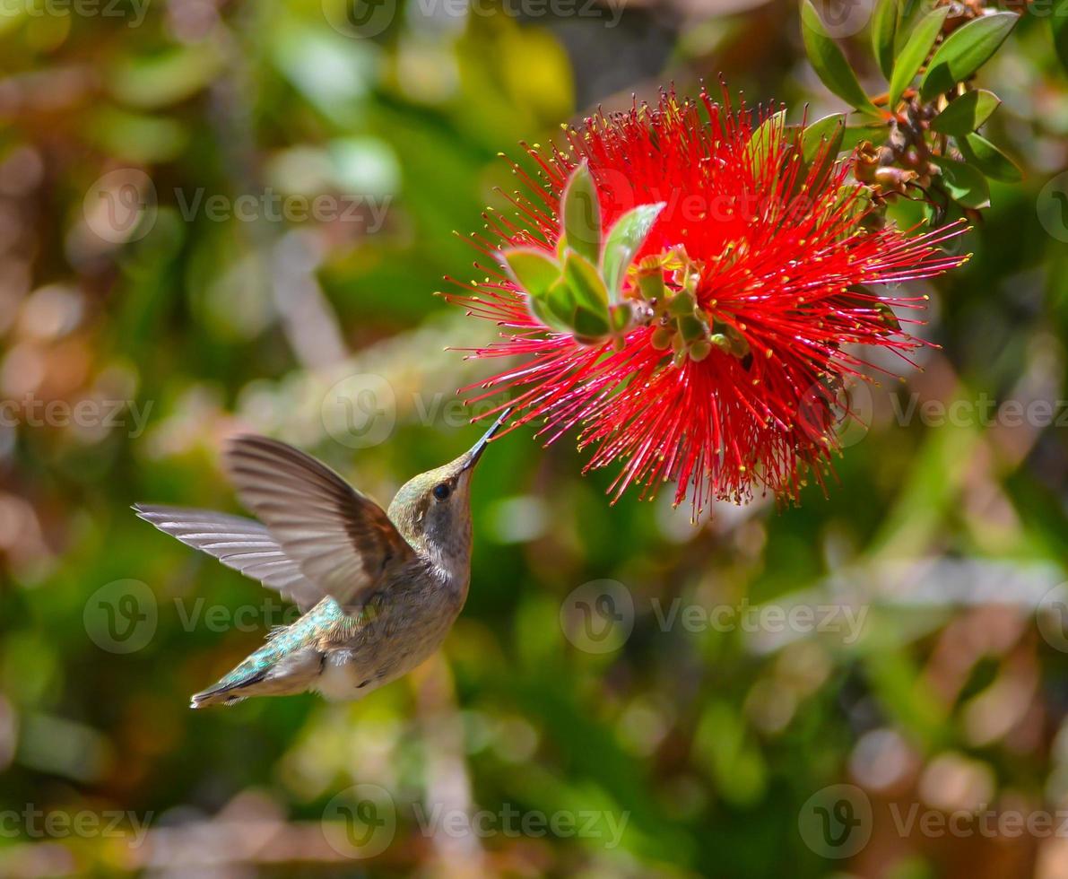 Kolibri im Flug auf einer Blume foto