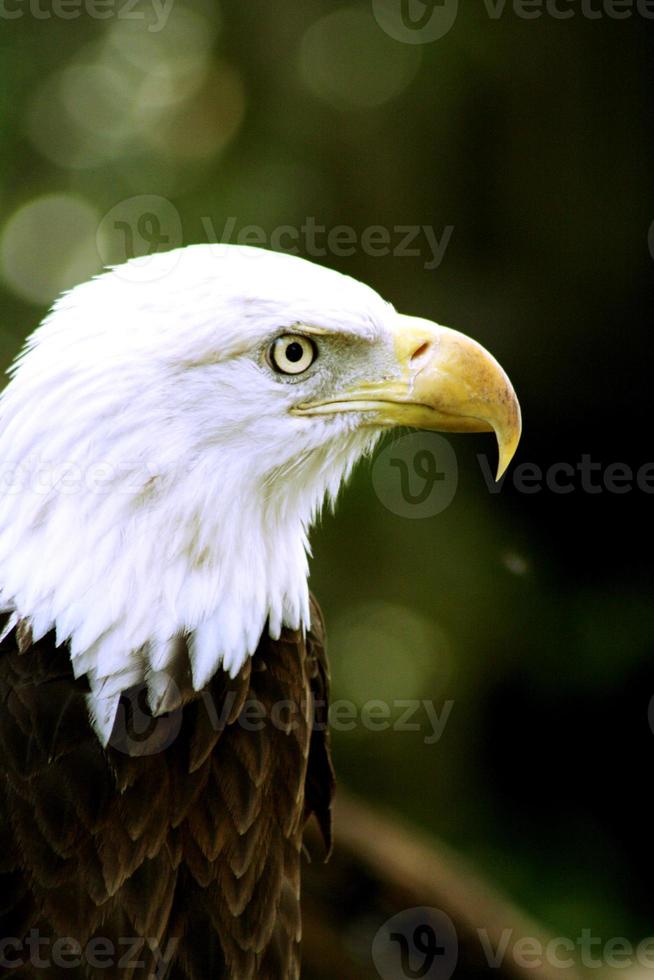 amerikanischer Weißkopfseeadler hautnah foto