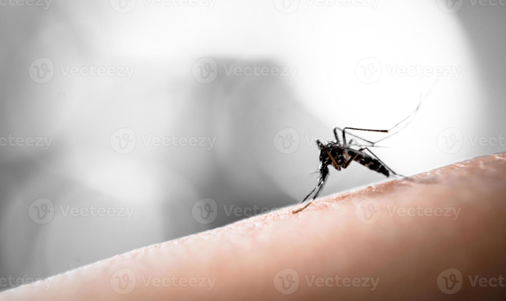 Mücke saugt Blut foto