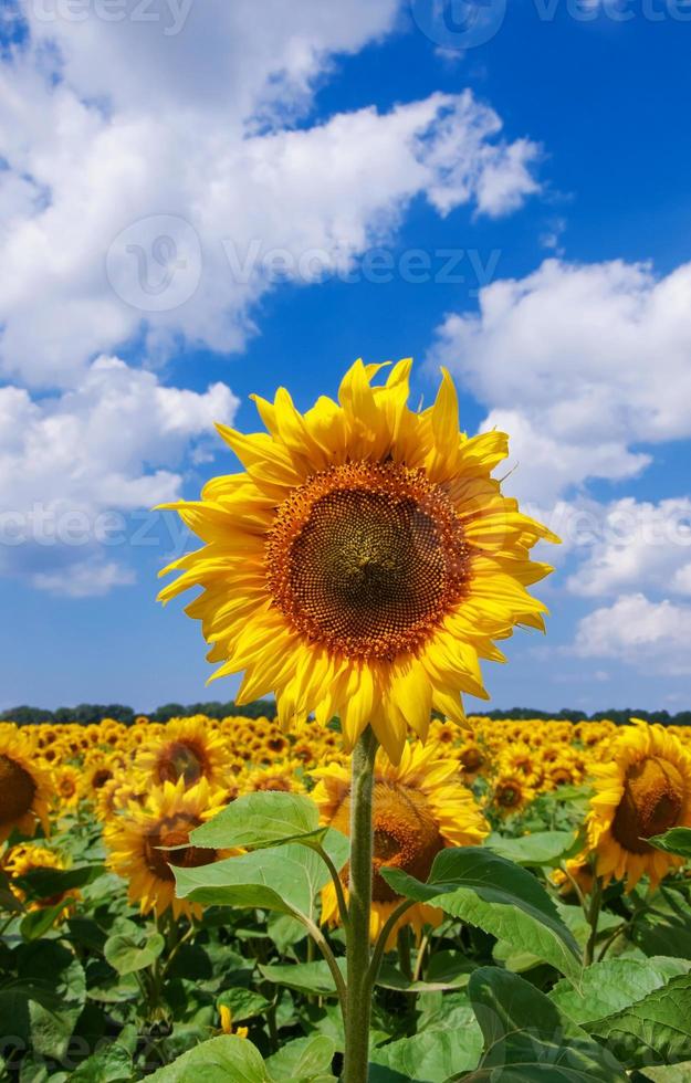 schöne Sonnenblume mit grünen Blättern foto