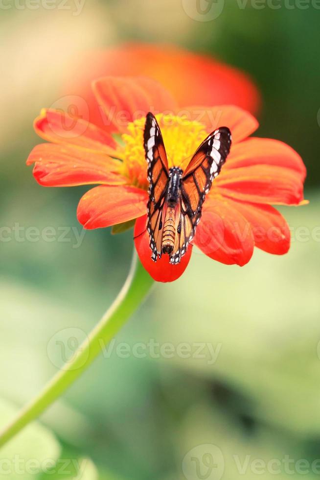 Schmetterling foto