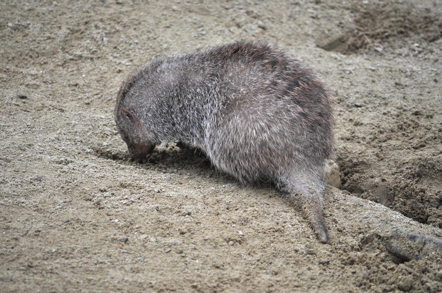 gebändertes Moongose-Säugetier foto