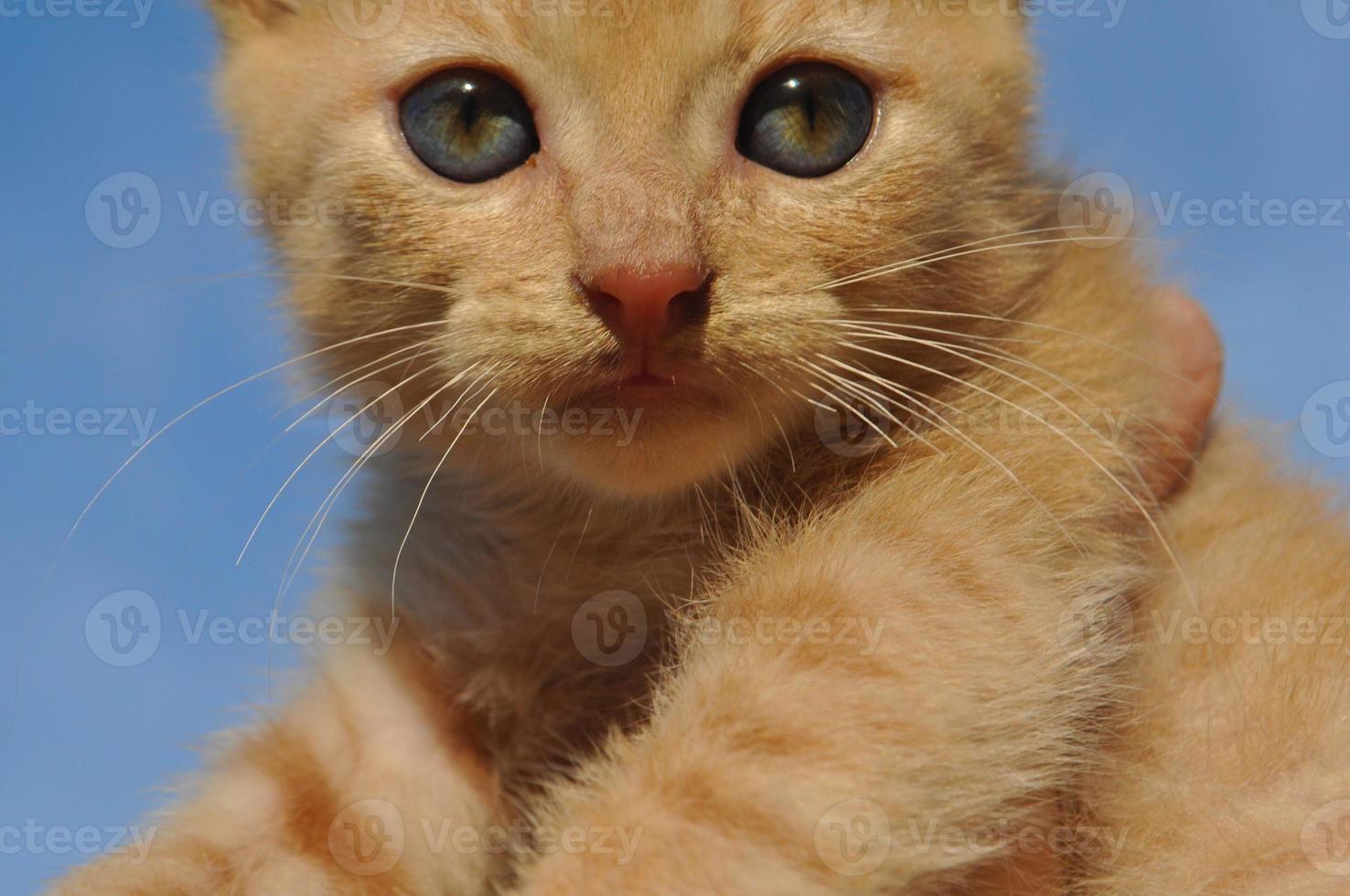 orange getigerte hauskatze säugetier tier foto