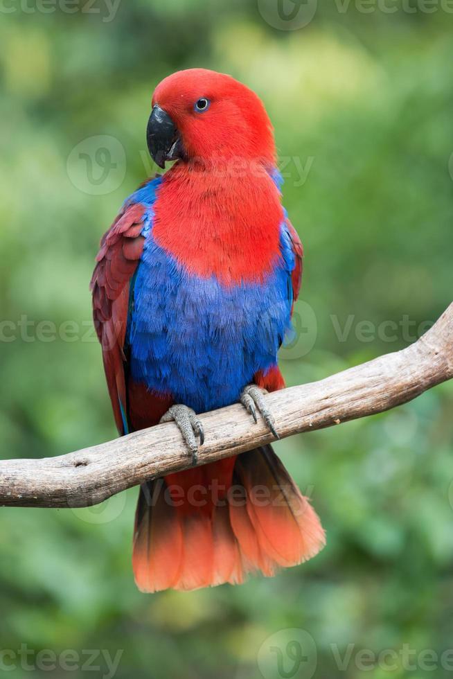 Papageienvogel foto
