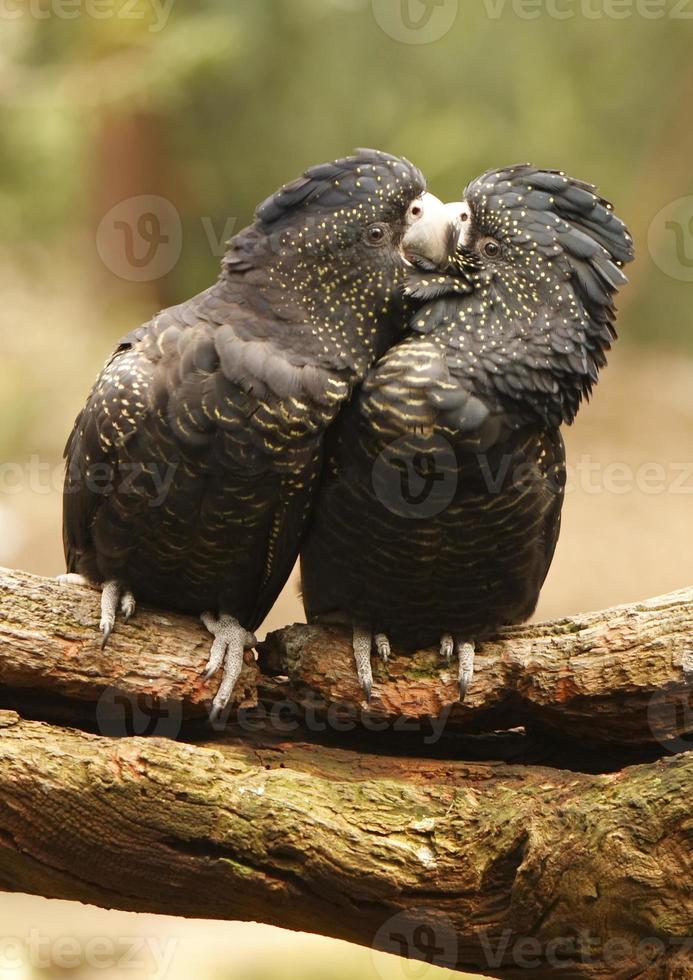 Kakadus küssen sich foto