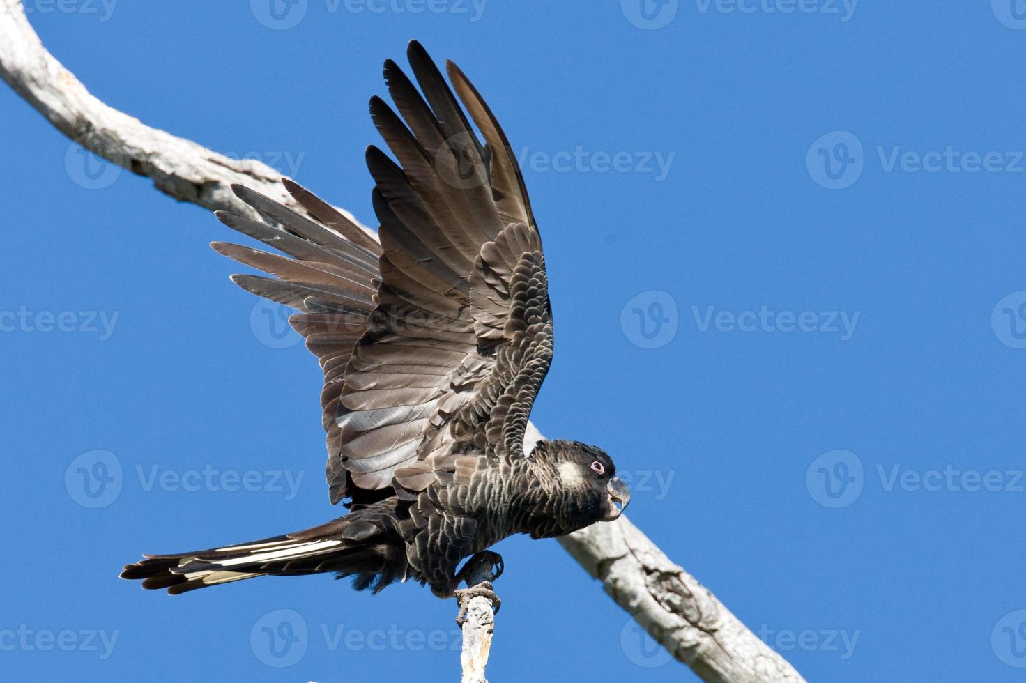 Carnaby's Blac-Cockatoo - einheimischer australischer Vogel foto