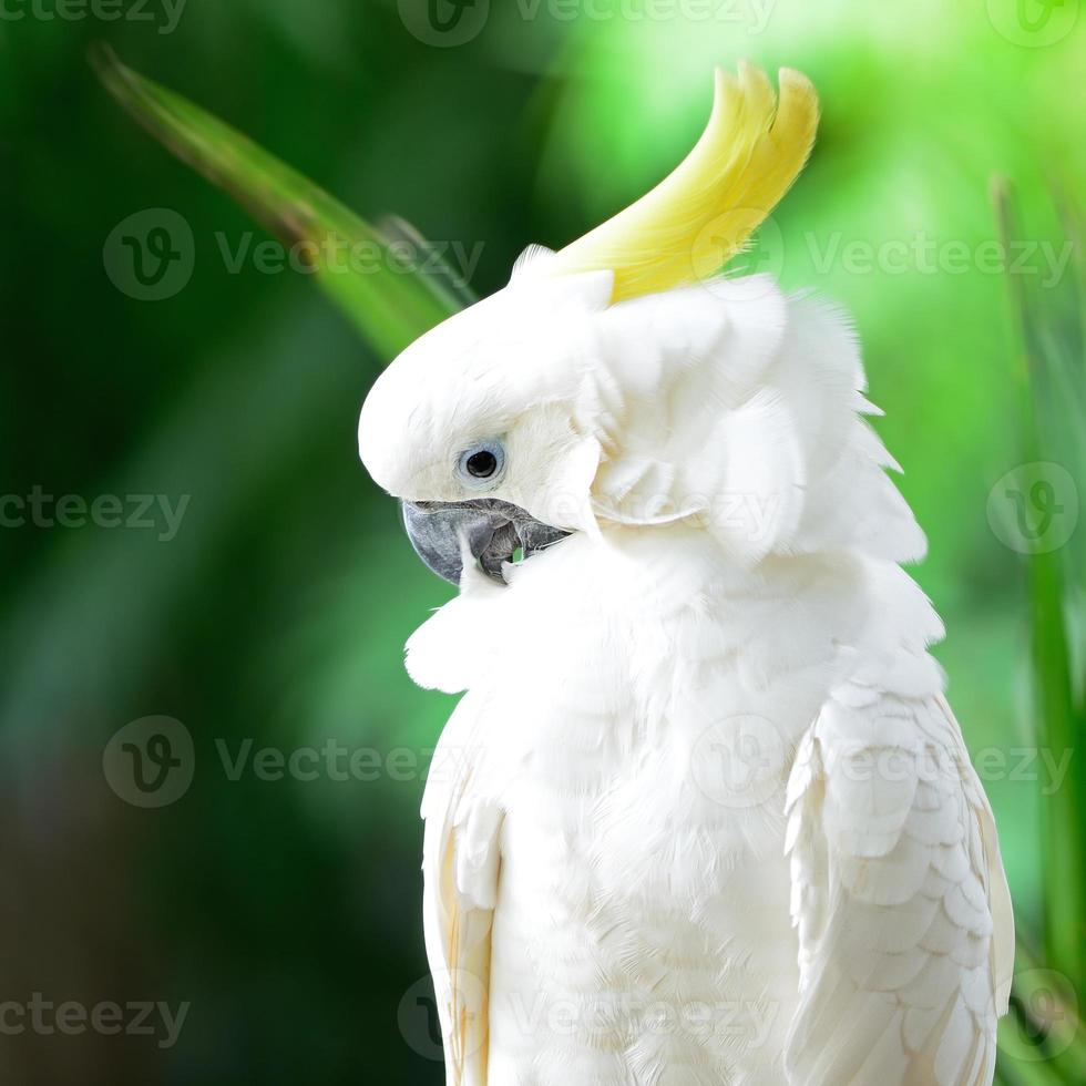 Kakadu mit Schwefelhaube foto