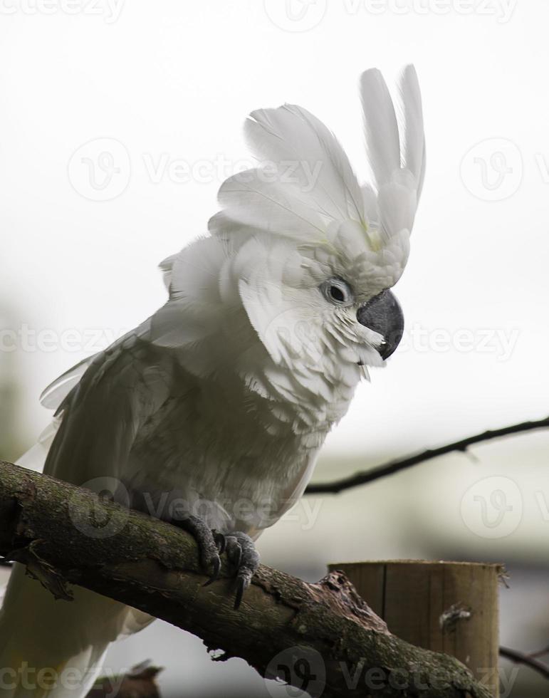 weißer Kakadu Papagei foto