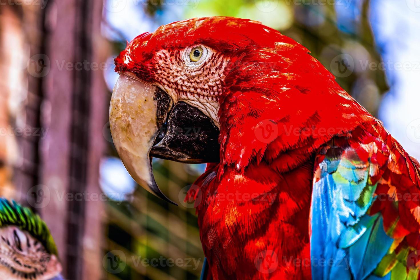 rote Ara oder Ara Kakadus Papagei Nahaufnahme foto