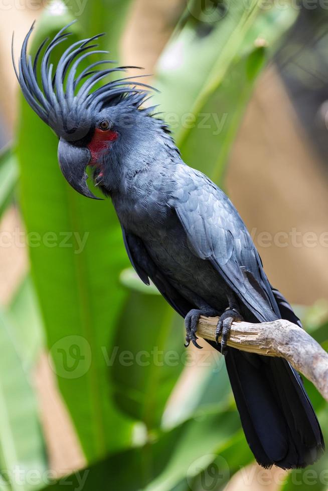 Palmenkakadu Papagei in der Natur Umgebung foto