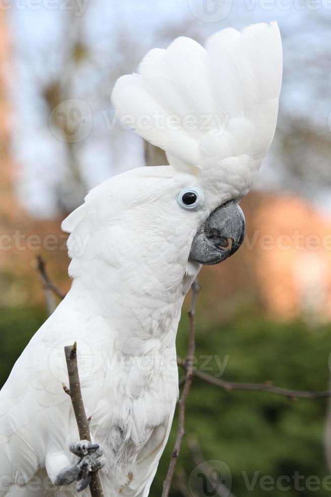 Kakadu-Papagei mit Schwefelhaube schaut dich an foto