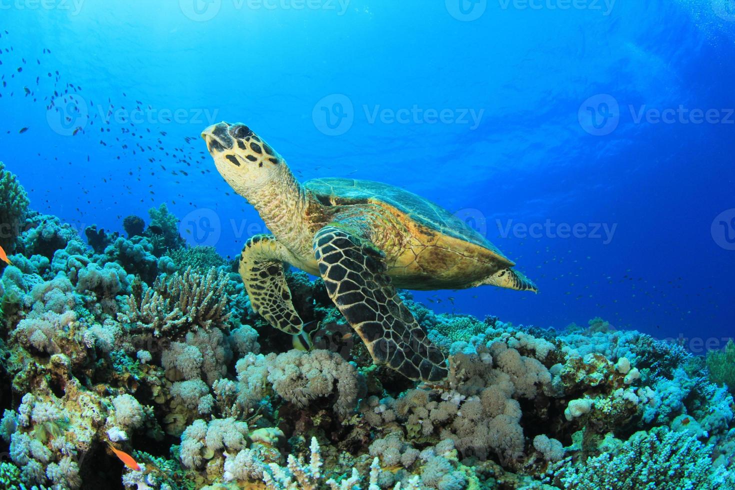 Meeresschildkröte, die nahe Korallenriff schwimmt foto