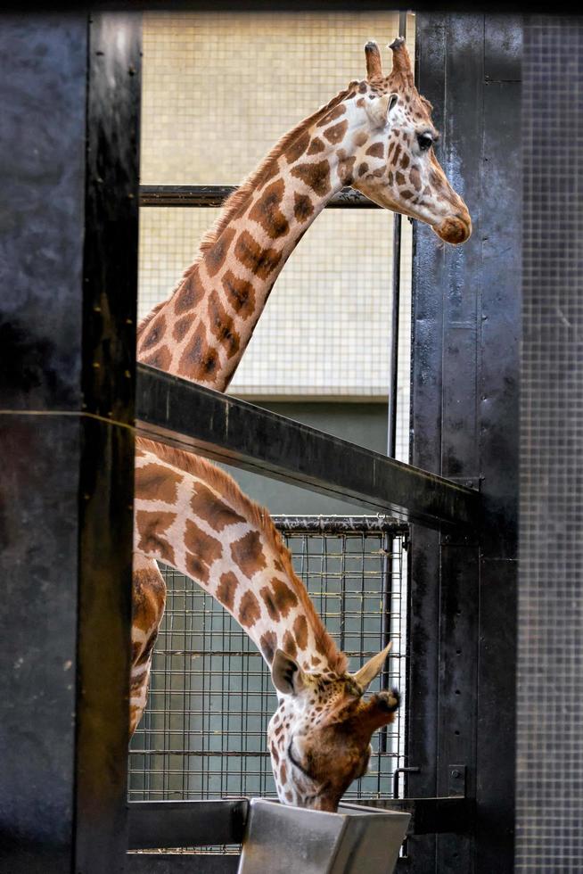 London, Großbritannien, 2013. zwei Giraffen foto