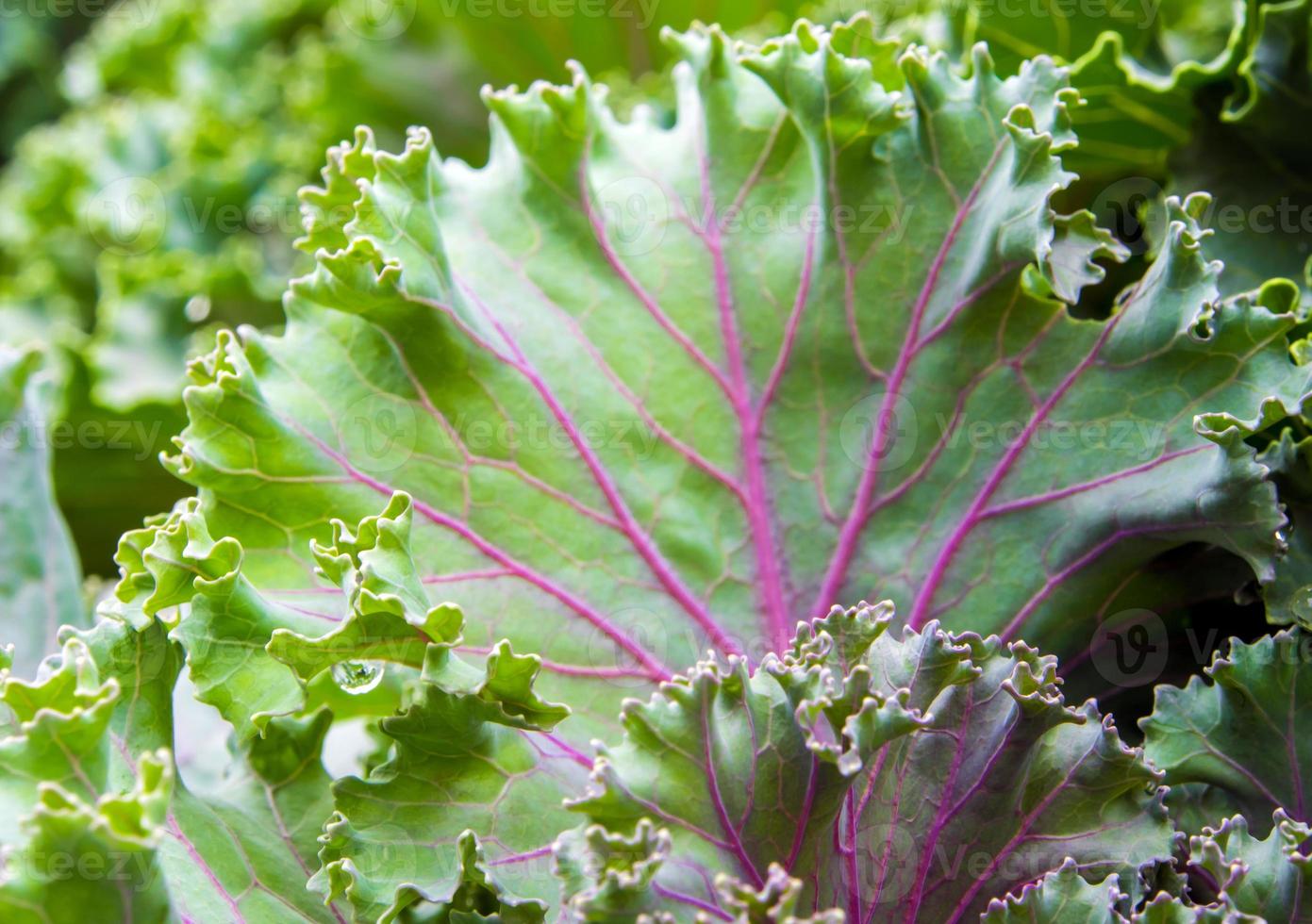 Zierkohl und Kohl foto