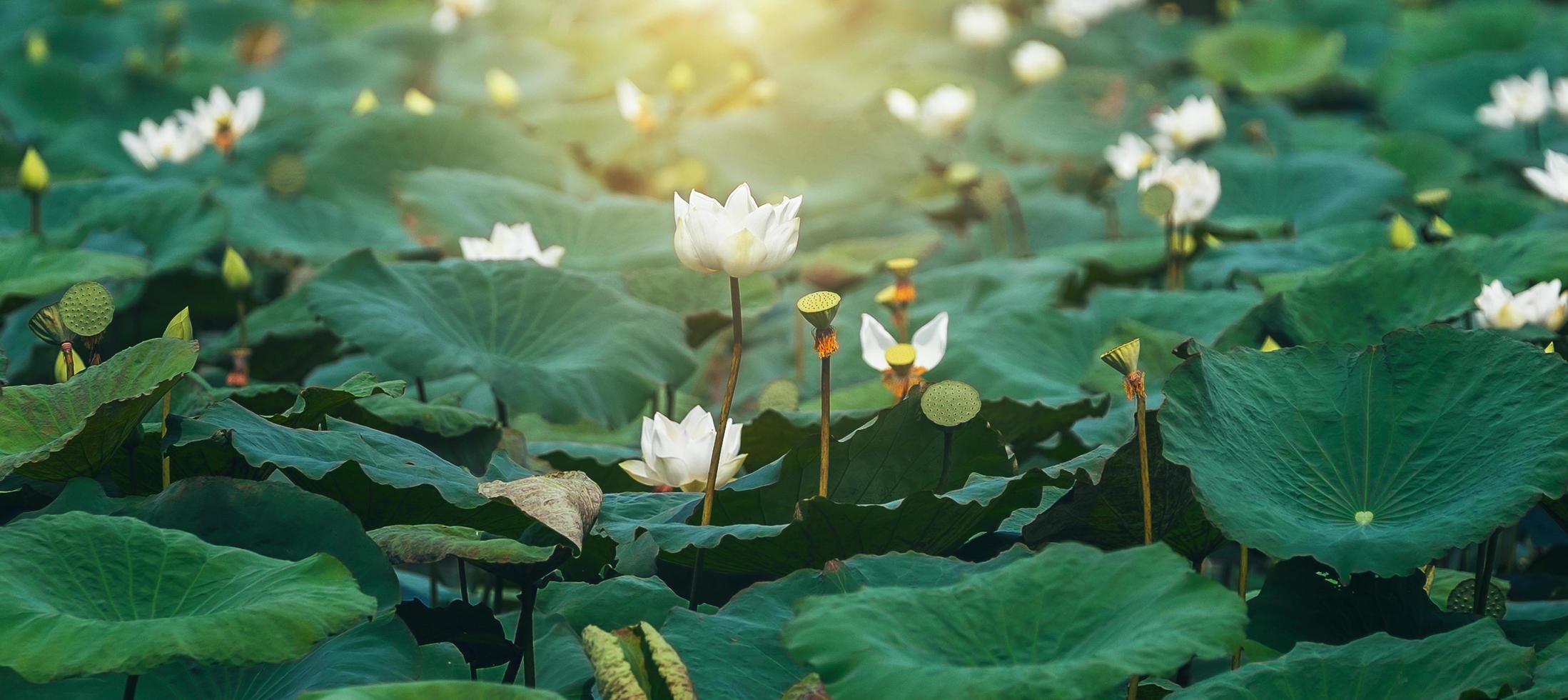 weißer lotus und grüner blatthintergrund foto