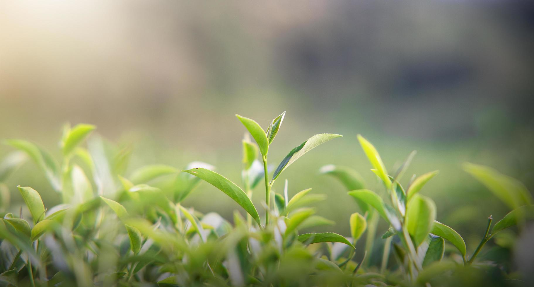 Morgengrüne Teeblätter unter Sonnenlicht im Teegarten, unscharfer Hintergrund. foto