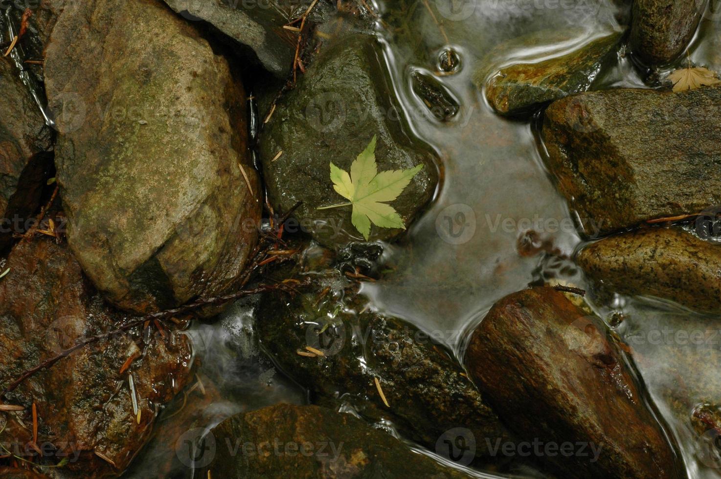 grünes ahornblatt auf kaltem fluss foto