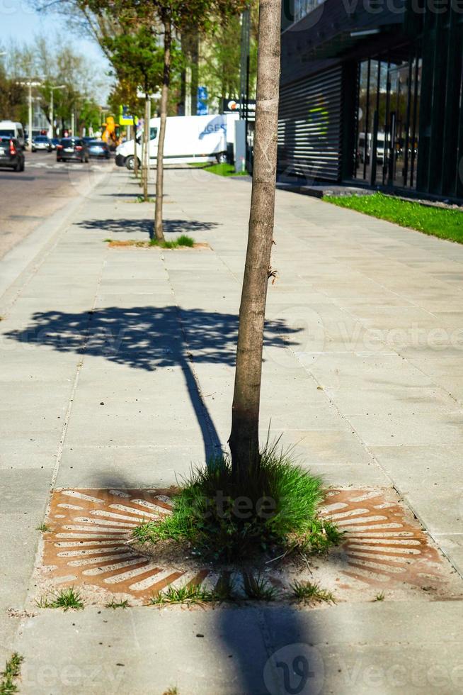 baum mit rundem kronenschatten auf pflaster auf städtischer europäischer straße an sonnigem tag foto