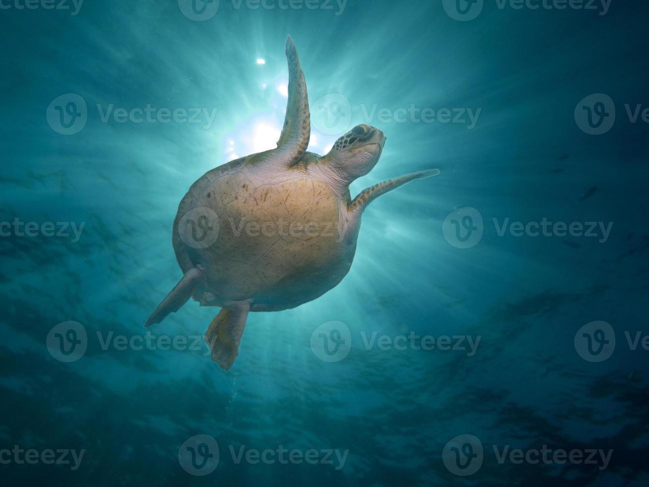 Meeresschildkröte im Ozean foto