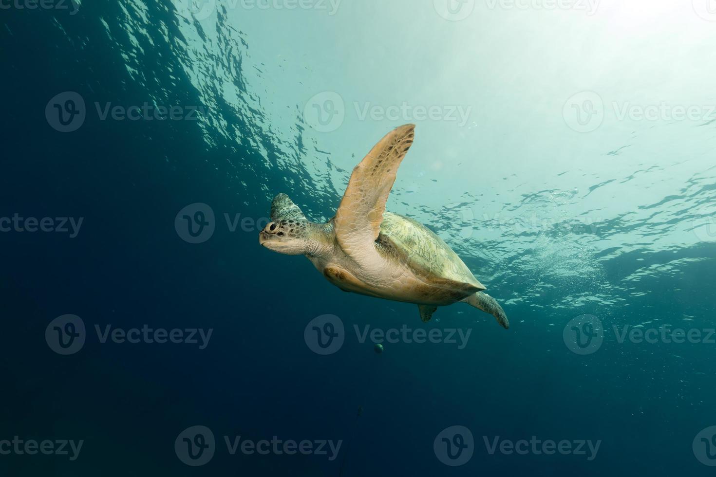 weibliche grüne Schildkröte im roten Meer. foto