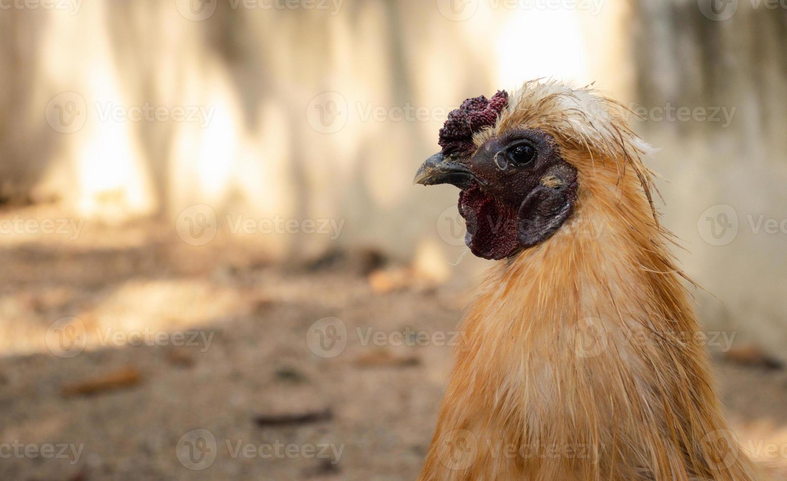 Huhn, das auf einem Hof mit einem Hühnerstall steht. foto