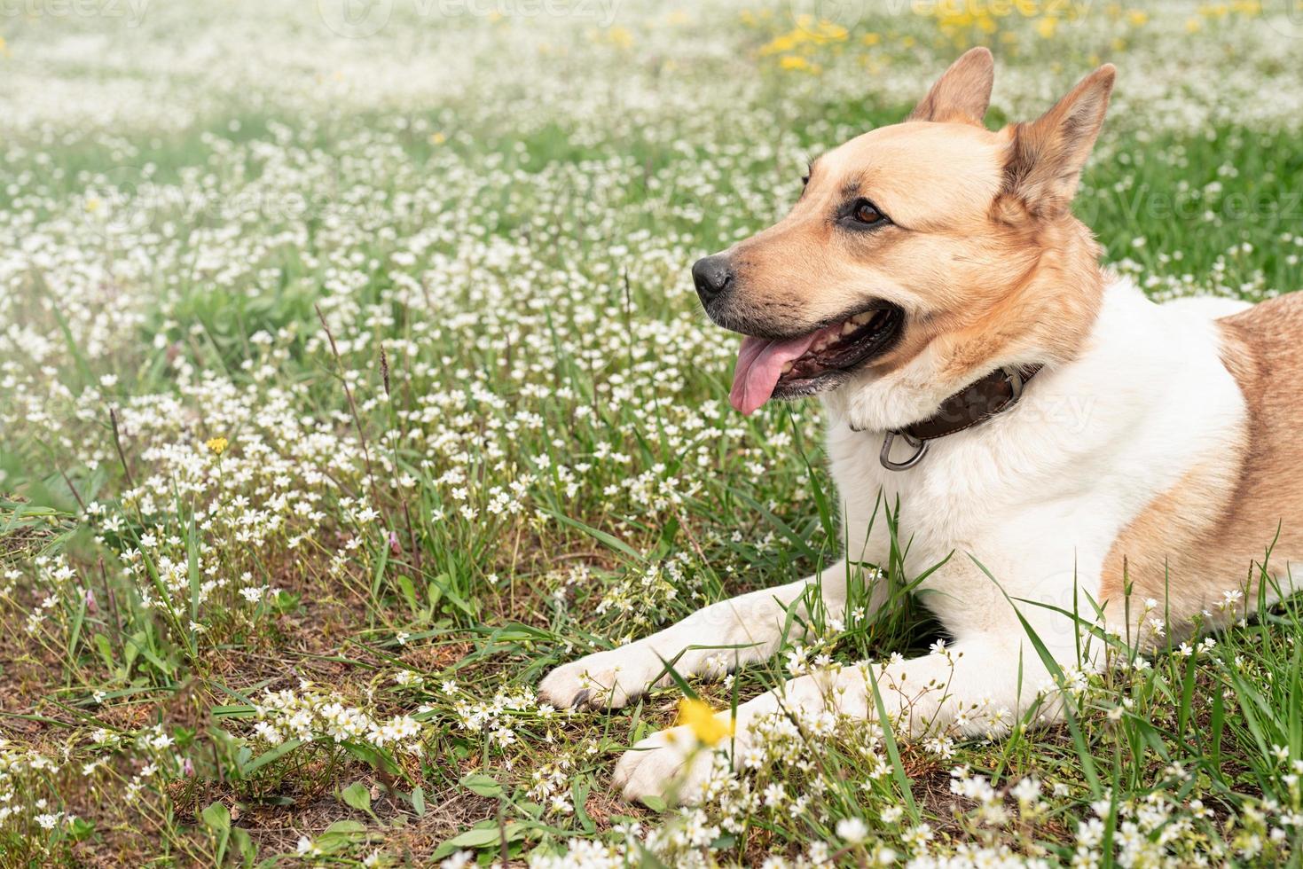 Süßer Mischlingsschäferhund auf grünem Gras in Frühlingsblumen foto