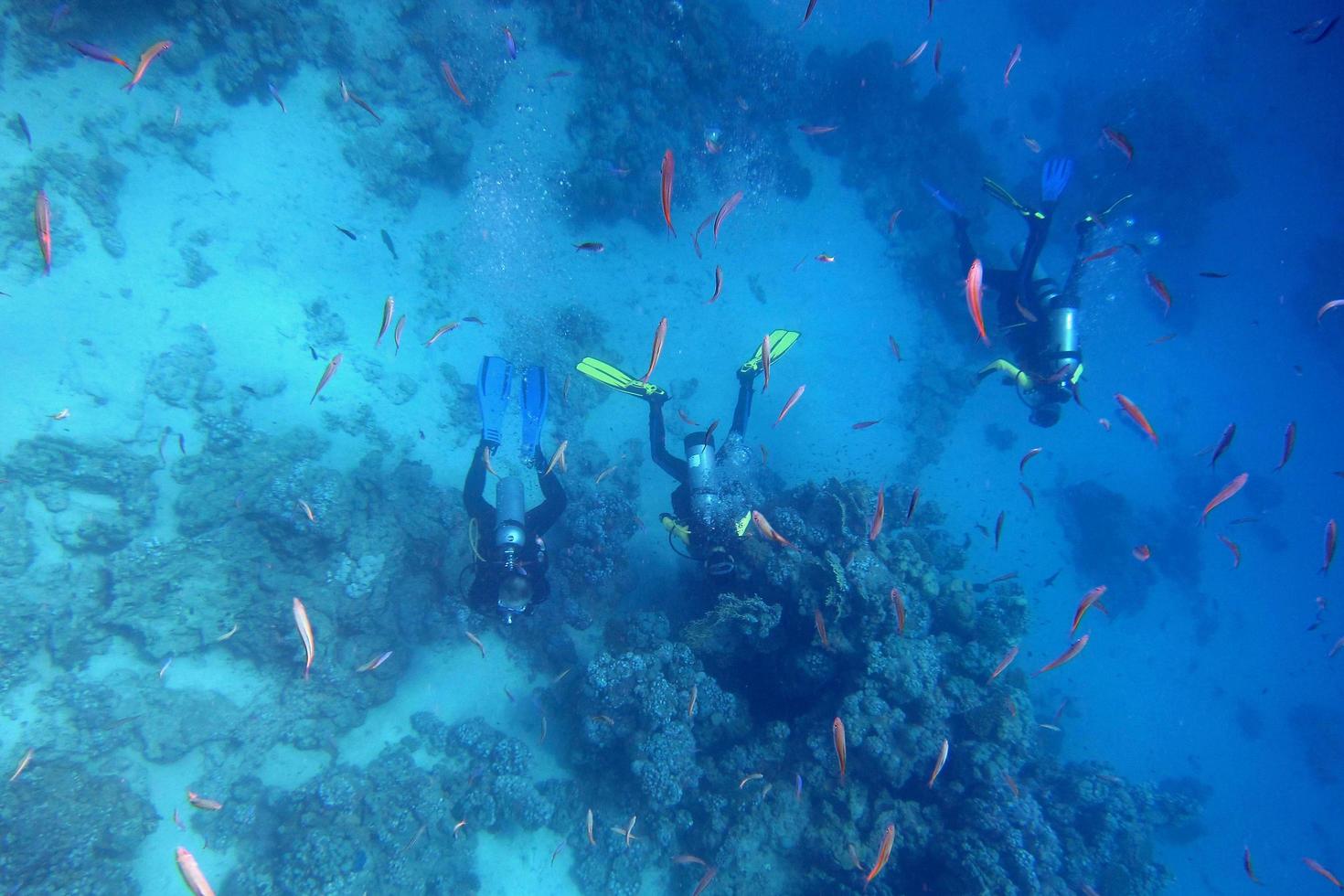 viele Fische und drei Taucher foto