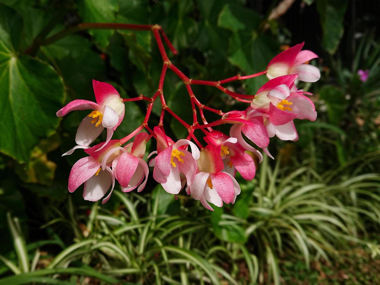 Nahaufnahme, Makro schöne rosa Blumen im Garten foto