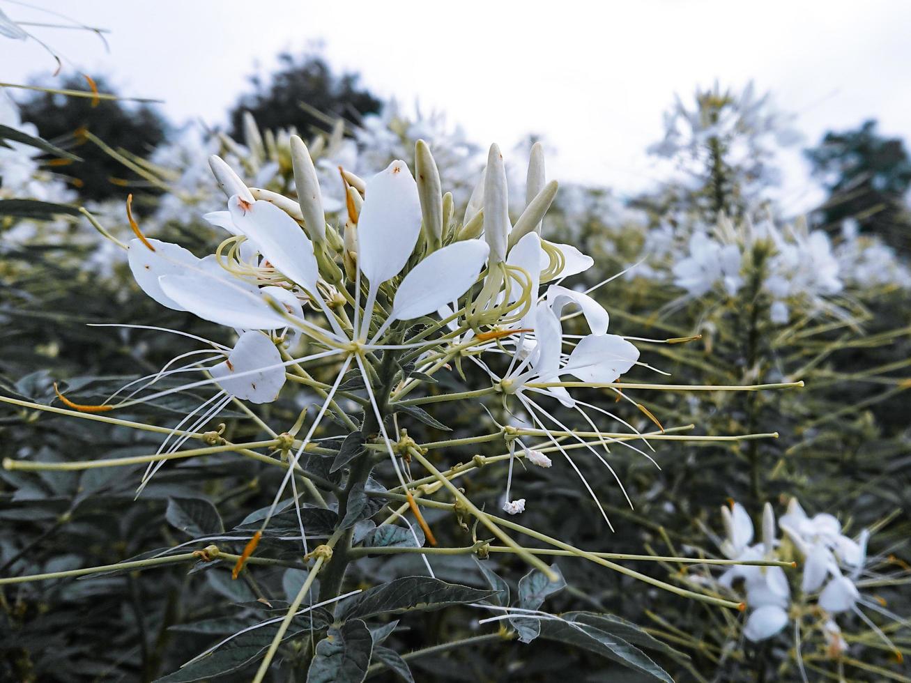 schönes weißes Blumenmakro foto