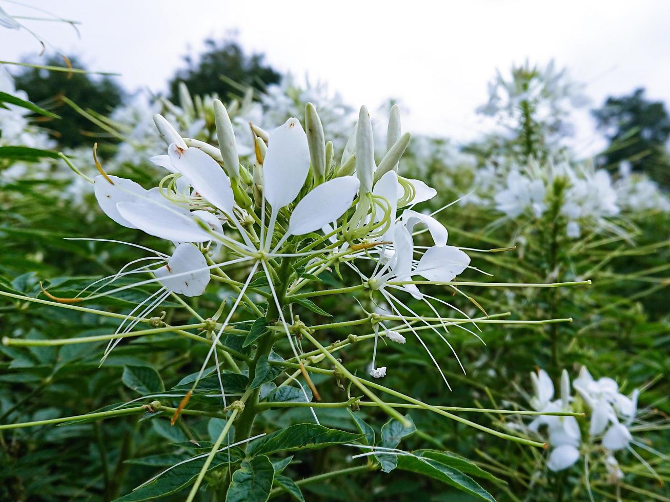 schönes weißes Blumenmakro foto