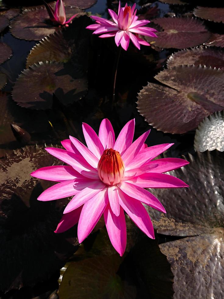 Lotusblüte am See foto