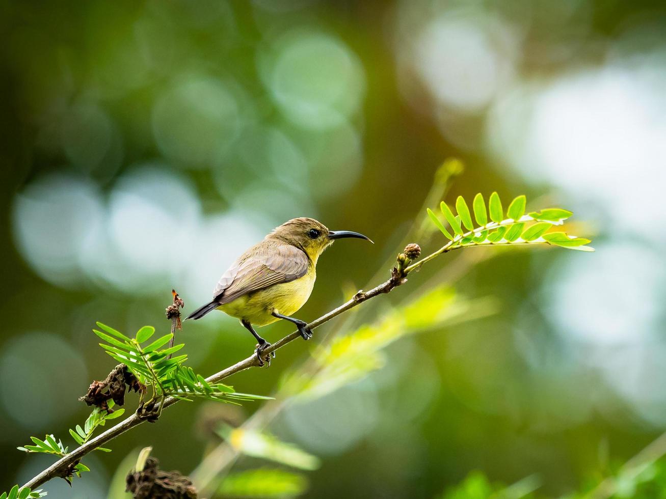 Sonnenvogel mit Olivenrücken Weiblicher Sonnenvogel thront auf einem Ast im Garten foto
